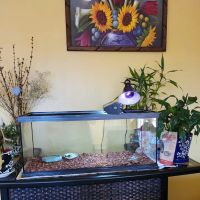 Wow Fish and Pet ( Aquarium ) ico