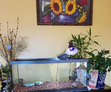Wow Fish and Pet ( Aquarium )