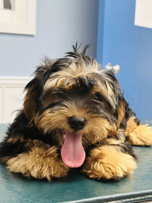Dumfries Animal Hospital Picture 3