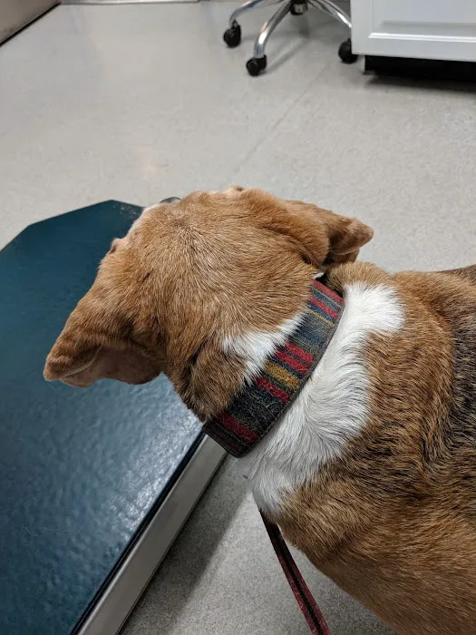 Dumfries Animal Hospital Picture 9