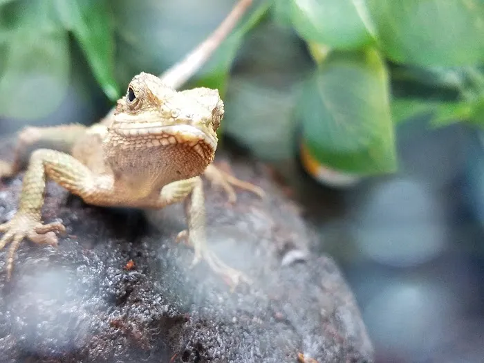 Petco Picture 10
