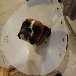 Banfield Pet Hospital