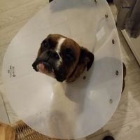 Banfield Pet Hospital ico