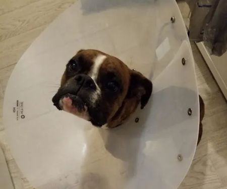 Banfield Pet Hospital