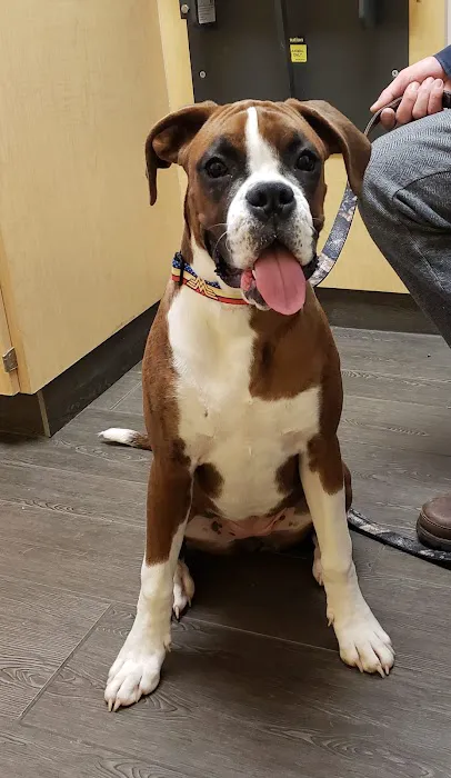 Banfield Pet Hospital Picture 8