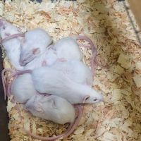 Victor valley pet store ico