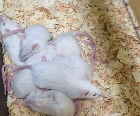 Victor valley pet store