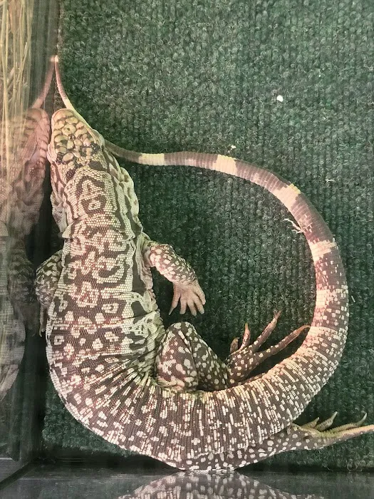 Victor valley pet store Picture 9