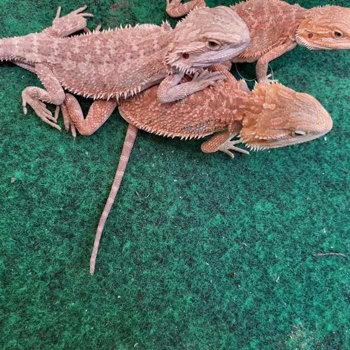 Victor valley pet store Picture 10