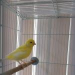 THE PET SHOP