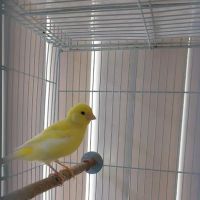 THE PET SHOP ico
