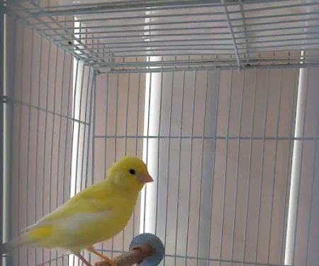 THE PET SHOP