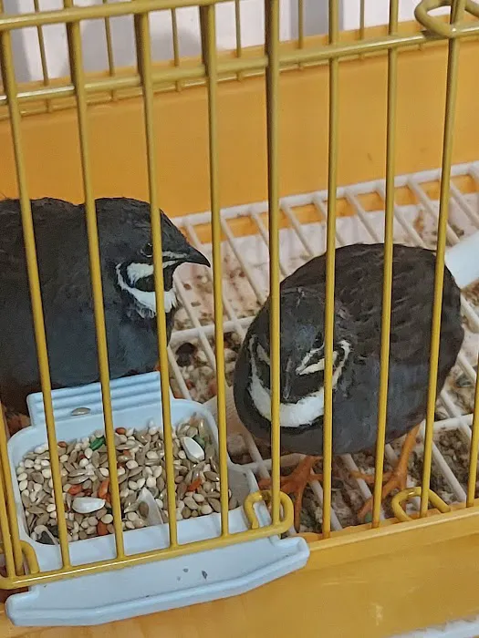THE PET SHOP Picture 10