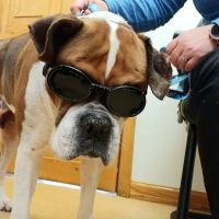 Pleasant Valley Animal Hospital ico