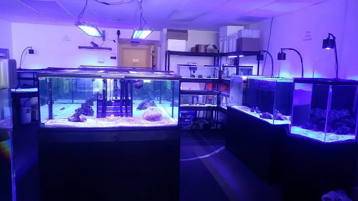 Sea Otter Fish Picture 4