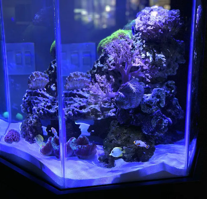 Sea Otter Fish Picture 8