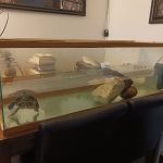 Sea Otter Fish