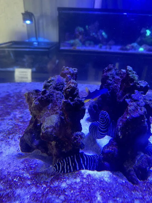 Sea Otter Fish Picture 9