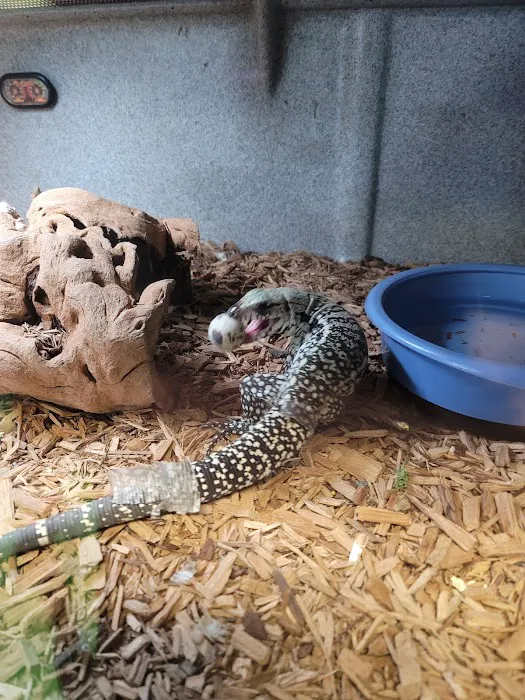 Rog Reptiles Picture 4