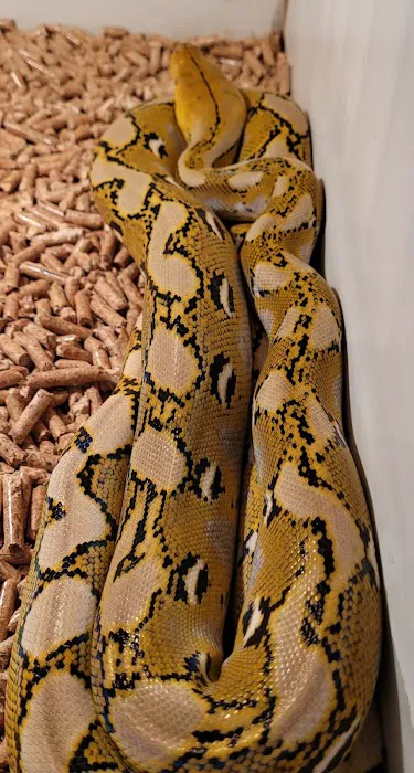 Rog Reptiles Picture 3