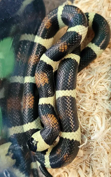 Rog Reptiles Picture 5
