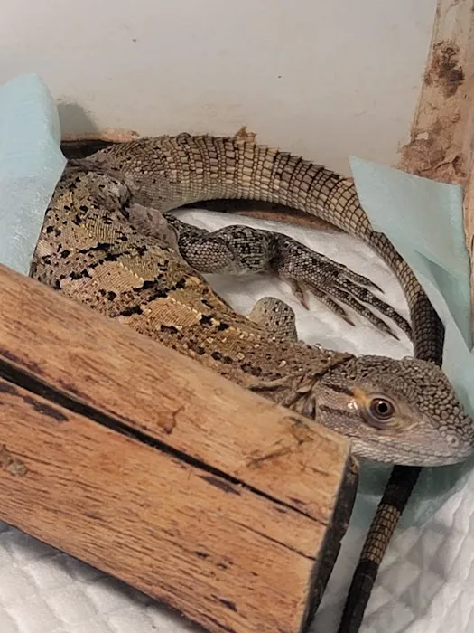 Rog Reptiles Picture 1