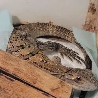 Rog Reptiles ico