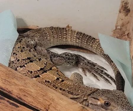 Rog Reptiles