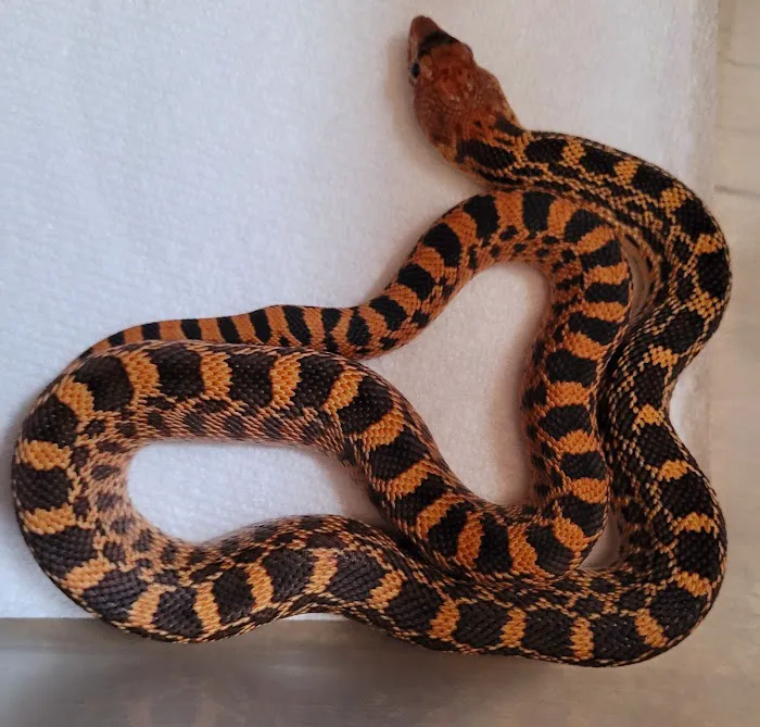 Rog Reptiles Picture 10