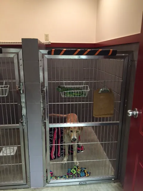 Lakemont Veterinary Clinic, P.C. Picture 1