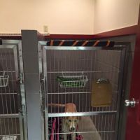 Lakemont Veterinary Clinic, P.C. ico