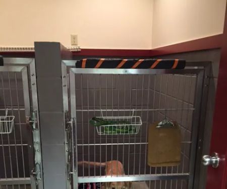 Lakemont Veterinary Clinic, P.C.