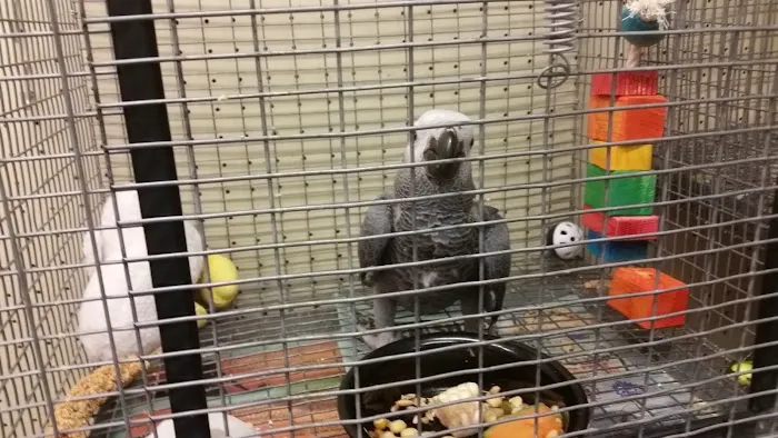 Exotic Birds Unlimited Picture 1
