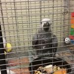 Exotic Birds Unlimited