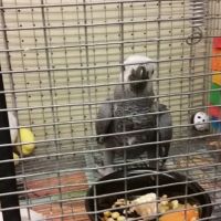 Exotic Birds Unlimited ico