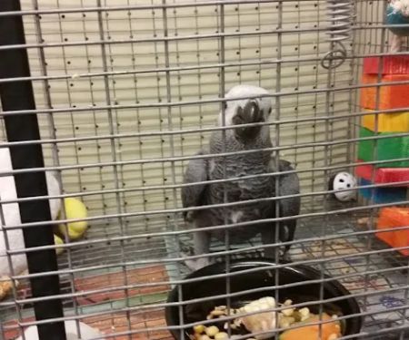 Exotic Birds Unlimited