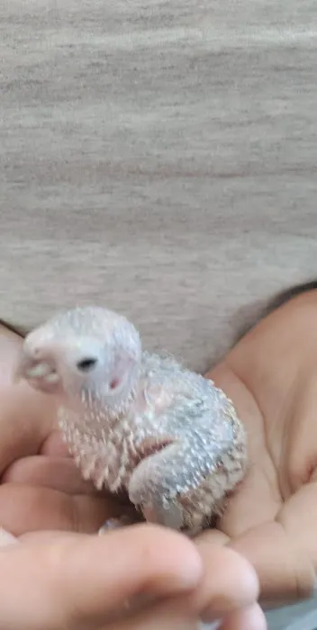 Exotic Birds Unlimited Picture 10