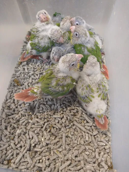 Exotic Birds Unlimited Picture 4