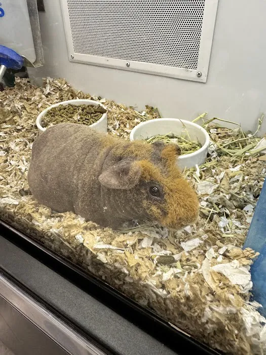 Petco Picture 5