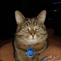 Hollidaysburg Animal Clinic ico