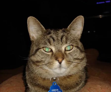 Hollidaysburg Animal Clinic