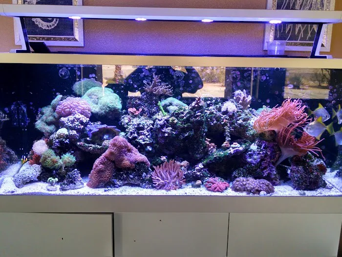LightHouse Aquatics Picture 5