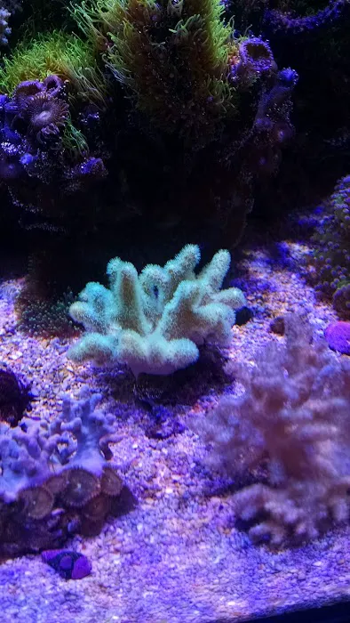 LightHouse Aquatics Picture 1