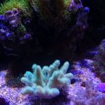 LightHouse Aquatics