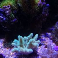 LightHouse Aquatics ico