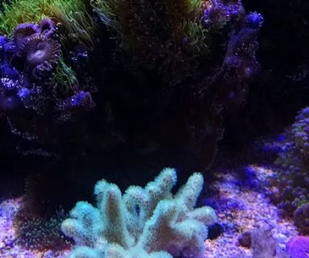 LightHouse Aquatics