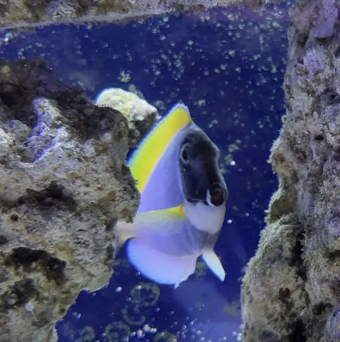 LightHouse Aquatics Picture 3