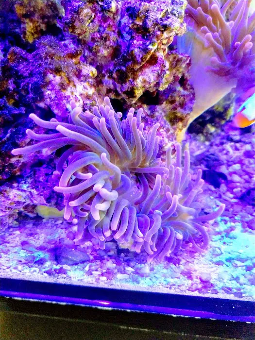 LightHouse Aquatics Picture 6