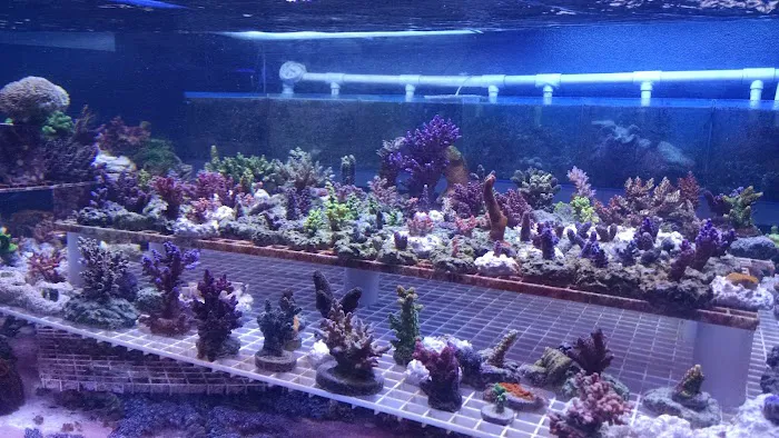 LightHouse Aquatics Picture 7