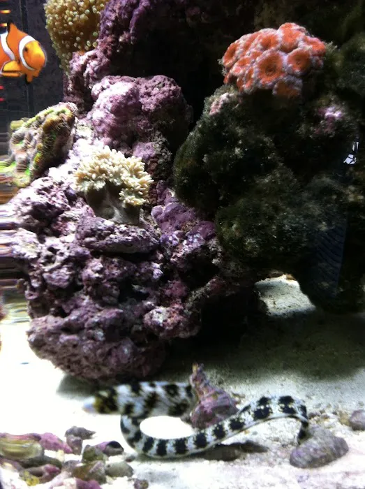 LightHouse Aquatics Picture 8
